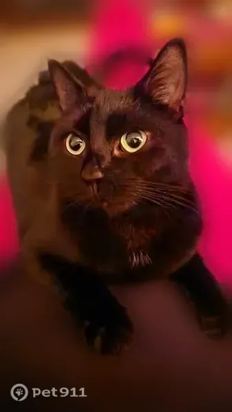 Lost cat, female, Chipping Ridge, 11, Fairport — all black with 4 white hairs on chest - photo