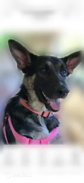 Lost dog, female, Chestnut Drive, Ocala, Orlando — pink collar, black coat with missing fur - photo