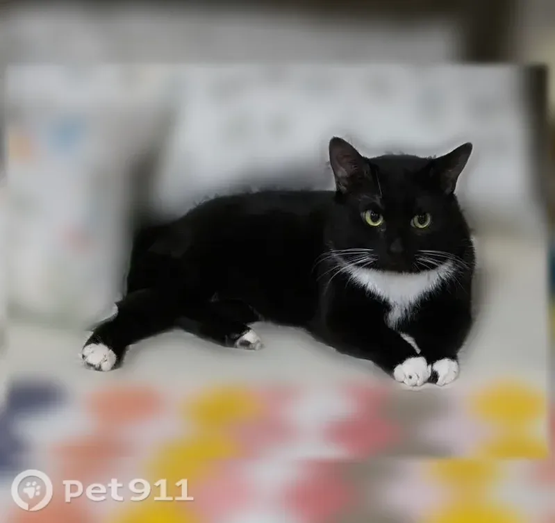 Lost male cat, Bedford — wearing a light blue collar - photo