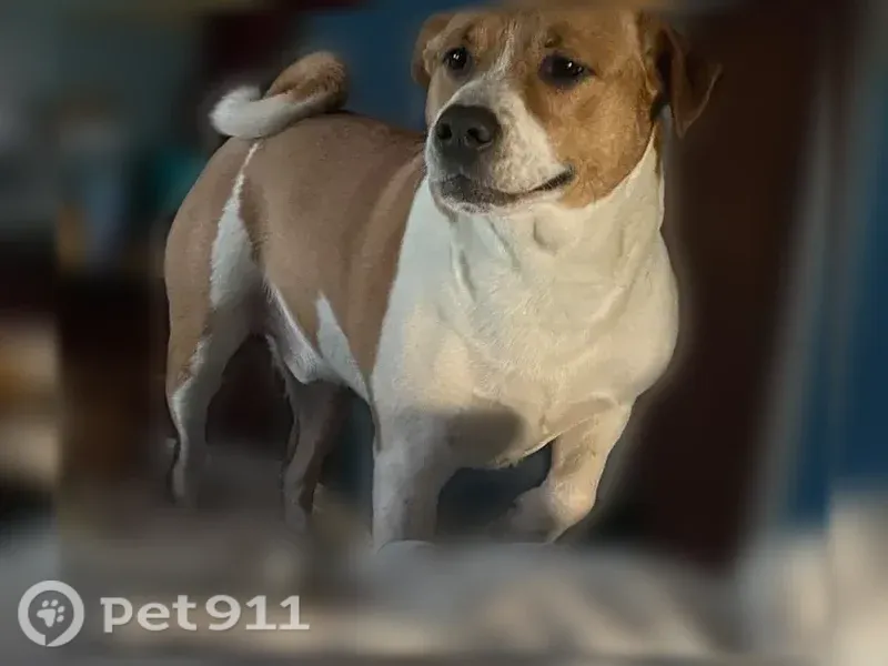 Lost male dog, Old Linwood Road, 4700, Linwood — naturally curved tail - photo