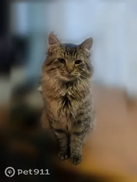Lost male cat, Johnson Street, 101, Washington — gray with stripes and a fluffy tail - photo
