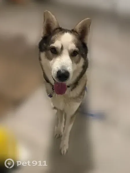 Lost dog, Emmarose Way, El Paso — dug a hole under the gate - photo