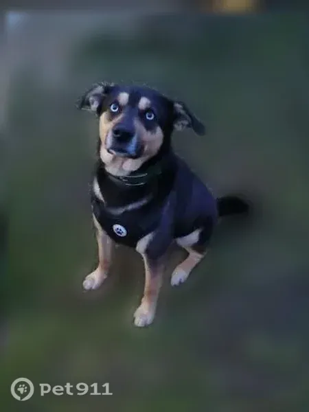 Lost dog, Pomeroy, Ohio, Bridgeville — male, medium-sized with black fur and brown spots - photo
