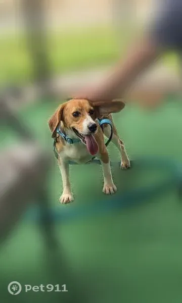 Lost dog, West Riley Drive, 2568, Citrus Springs — skittish male Beagle - photo