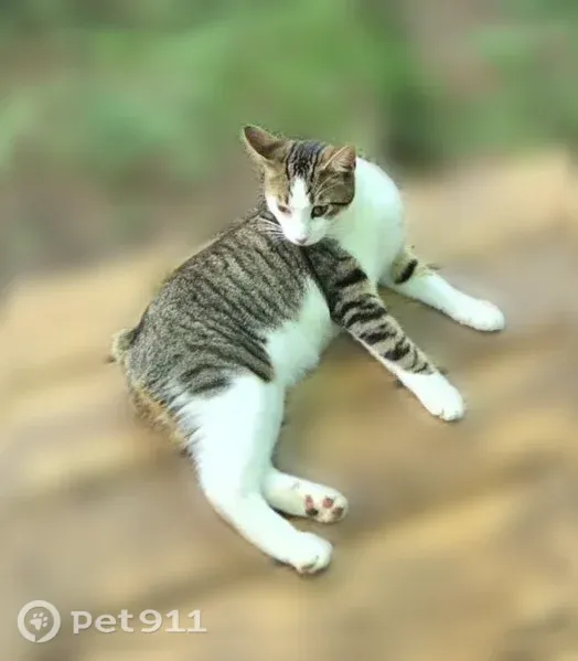 Lost male cat, Phillips Road, 7078, Ruby — tabby-and-white Manx - photo