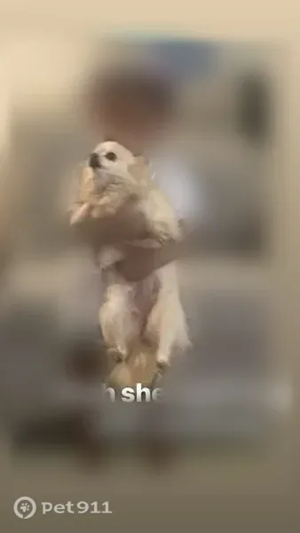 Lost female dog, Este Avenue, 4755, Cincinnati — white fluffy Pomeranian-Chihuahua mix - photo