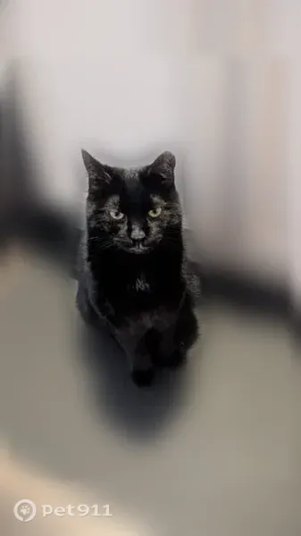 Lost cat, Airport Road, 495, Elgin, Seattle — male with a clipped left ear - photo
