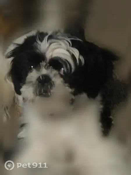 Lost female dog, Iona — small black-and-white Shih Tzu - photo