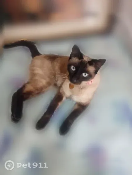 Lost cat, Jewell Lane, 2082, Redding — friendly female with a pink collar - photo