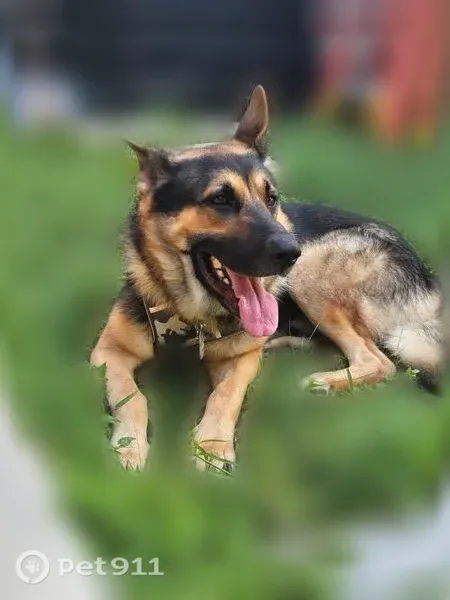 Lost dog, Southwest 150th Court, 30130, Homestead, Pembroke Pines — 3-year-old male German Shepherd - photo