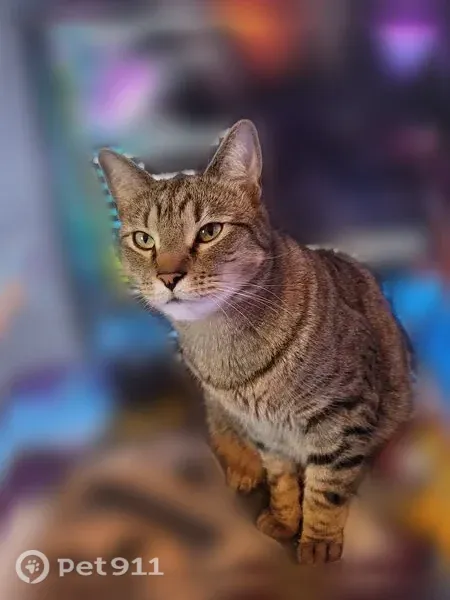 Lost cat, East Griffiths Avenue, 3024, Springfield — sweet male with a floppy belly - photo