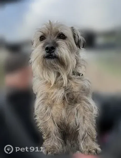 Lost dog, West Gary Road, 13005, Chesaning — male with a black reflective collar - photo