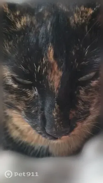 Lost cat, Gold Bar, Washington, Sacramento — tiny tortie-colored female - photo