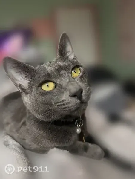Lost cat, Santos Lane, 2927, Walnut Creek, San Francisco — wearing a burgundy collar - photo