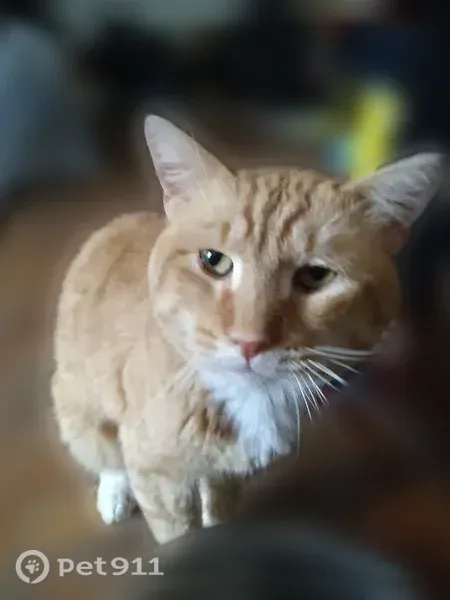 Lost cat, male, South Plymouth Avenue, 834, Rochester, Pittsburgh — responds to Cheeto Poofy - photo