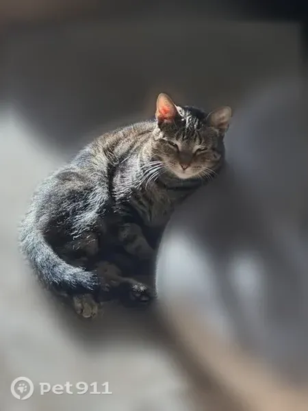Lost cat, male, Alphorn Lane, N2812, Appleton — three-legged tiger-striped cat - photo