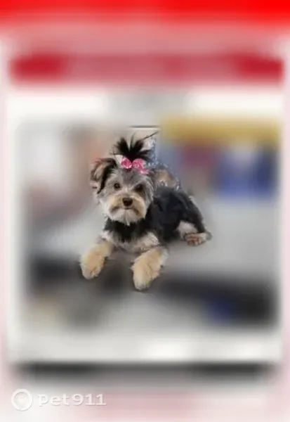 Lost dog, 16th Avenue North, 2402, Texas City — female, small 7 lb Yorkie - photo