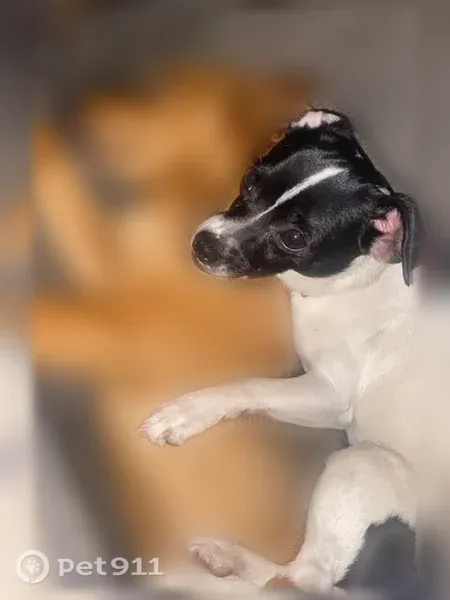 Lost dog, Manteca, California, Arlington — tiny black-and-white male who gives hugs - photo