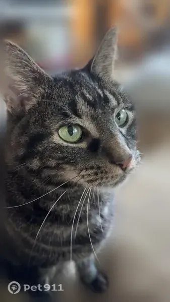 Lost male cat, Cheekwood Drive, 4, Buffalo — tiger coat and green eyes - photo