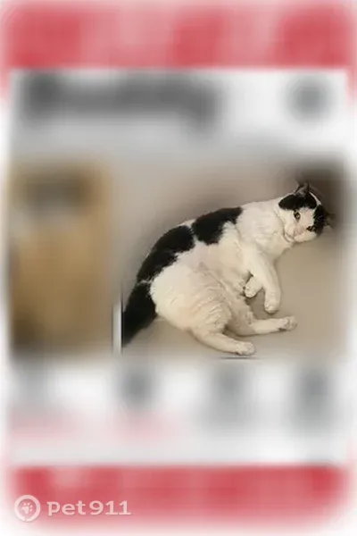 Lost cat, Wrangler View, 4518, San Antonio, Schertz — 13-year-old male - photo