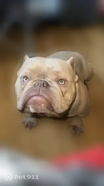Lost dog, East Ashley Lane, 5649, Stockton, Stockton — friendly male American bully - photo