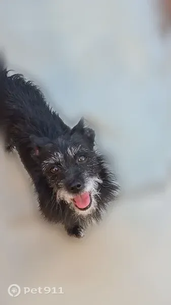 Lost dog, 42nd Street East, 37409, Palmdale — male, black and white - photo