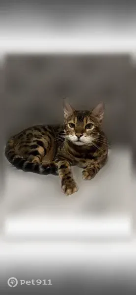Lost male cat, West 109th Street, 1328, Chicago — black and gold leopard pattern - photo