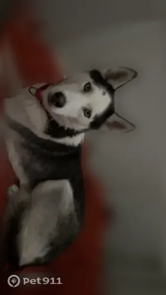 Lost female dog, Vermillion, South Dakota, Vermillion — black-and-white coat - photo