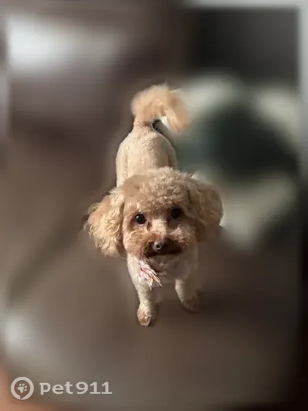 Lost female dog, South Rockwell Street, 5301, Chicago — short brown curly coat - photo