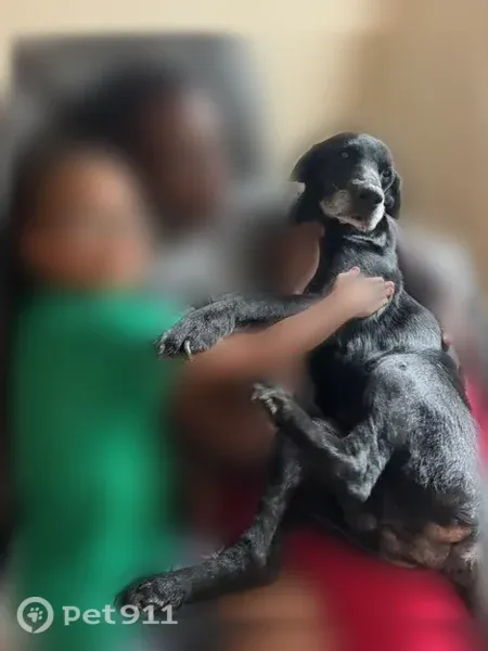 Lost dog, Bacon Road, Hinesville — all-black Lab with a gray snout - photo