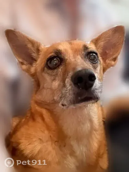 Lost dog, Lampasas Avenue, 555, Sacramento — female with a Corgi-like body - photo