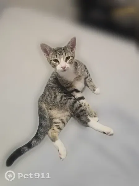 Lost male cat, Linwood Street, 647, Brooklyn — white muzzle, pink nose, and striped tail - photo