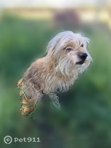 Lost dog, South Cottonwood Lane, 2640, Tucson — blonde female dog - photo