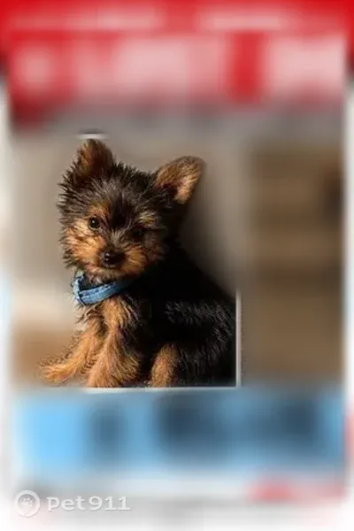 Lost dog, male, West Palomino Road, 4010, Phoenix — brown back and big ears - photo