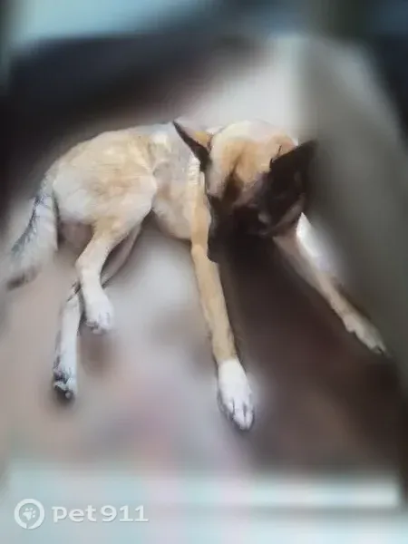 Lost dog, female, 48th Avenue East, 24901, Graham, Graham — friendly with a pink bone-pattern collar - photo