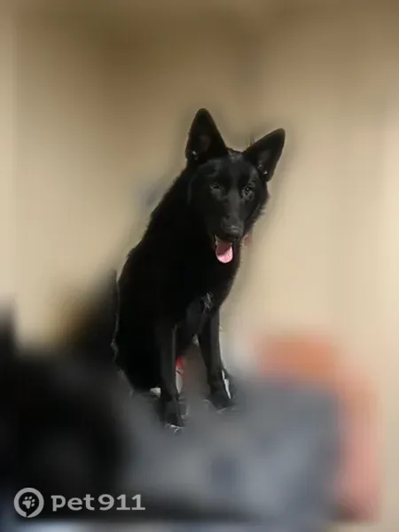 Lost dog, South Main Street, 477, Pomona — black female dog with a microchip - photo