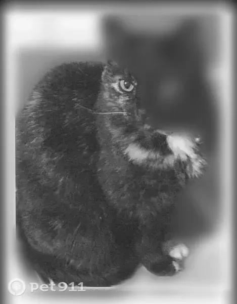 Lost cat, Windjammer Cove, 10098, Reminderville, Aurora — 21-year-old female with white on paw - photo