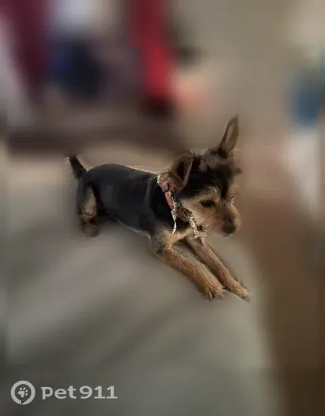 Lost male dog, Hampton, Virginia, Chesapeake — Maltese Yorkie with black coat and brown highlights - photo