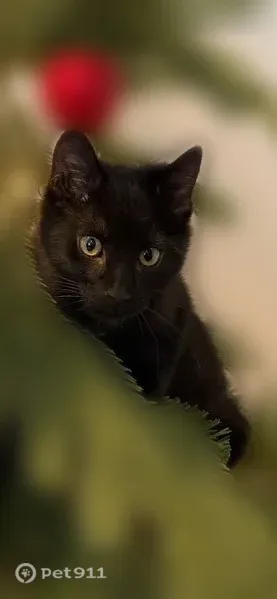 Lost cat, Kennedy Lane, 10, Hampton Bays, Farmingdale — all black, no collar - photo