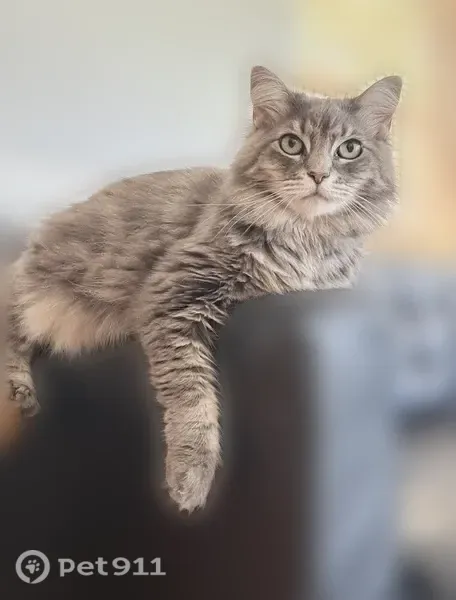 Lost female cat, Honeysuckle Haven Drive, Houston — fluffy gray tabby with green eyes - photo
