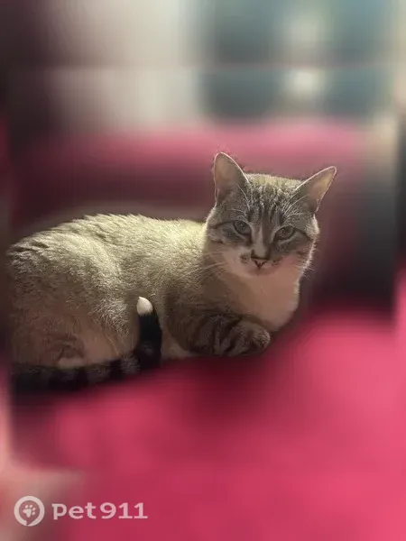 Lost male cat, Big Bear Drive, Pennsylvania, Arlington — neutered, grayish/white - photo