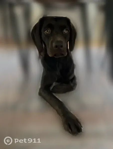 Lost dog, North Market Street, 1881, Jacksonville — female Boykin spaniel, likely hurt and scared - photo
