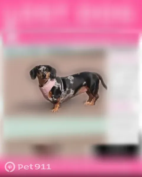 Lost dog, Falcon Ridge Drive, 184, Grand Junction — female, timid but friendly - photo