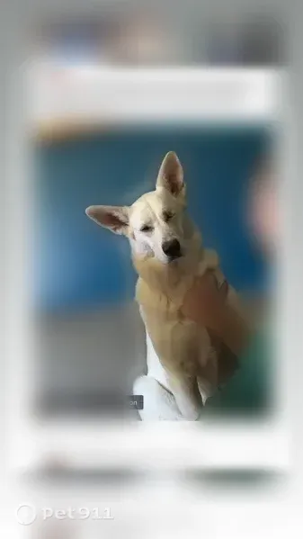 Lost dog, East Park Drive, Green — white female German shepherd with one eye - photo