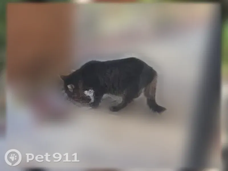 Found cat, Decatur — black with a little gray, returns for food - photo