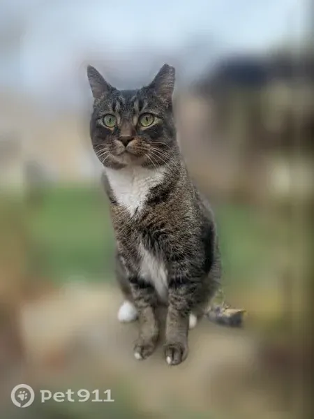 Lost cat, male, Whisper Cove Court, Columbus — brown, white and black coat - photo