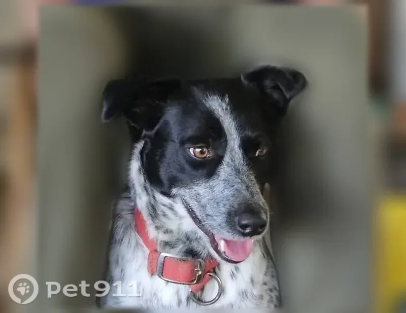 Lost dog, female, Hilham Road, Cookeville — friendly Blue Heeler mix - photo