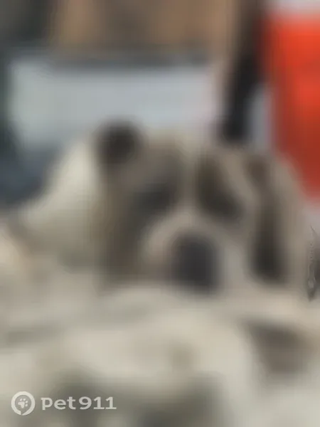 Lost dog, Q Avenue, 625, National City — male pit bull, very skinny due to illness - photo