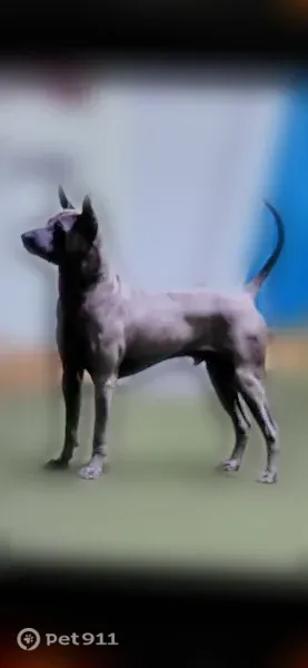 Lost male dog, Technology Drive, 1120, O’Fallon, Weldon Spring Heights — blue-gray Thai Ridgeback with a back ridge - photo