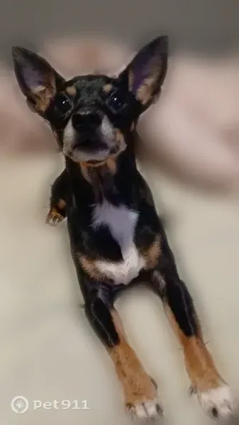 Lost Dog, East 15th Avenue, Columbus — male Chihuahua MinPin with black, brown and white markings - photo